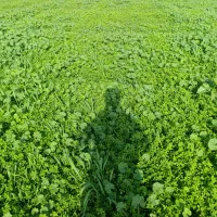 یونجه|خوردنی و آشامیدنی|اهواز, شریعتی جنوبی|دیوار