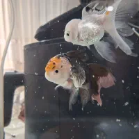 ماهی گلدفیش