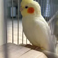 عروس هلندی ماده