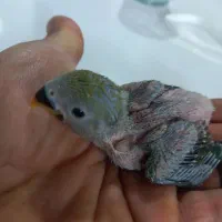 جوجه کوتوله سبز صورت هلویی