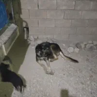 واگذاری سگ دوبرمن