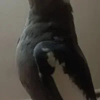 عروس هلندی گمشده