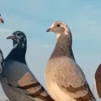 ۷عدد کفتر‌بوم جنگنده