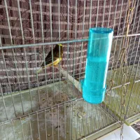 قنار نر وماده|پرنده|اشنویه, |دیوار