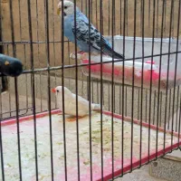 یک عدد مرغ عشق با یه عدد فنچ همراه با قفس