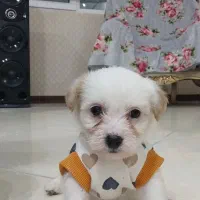 واگذاری پودل