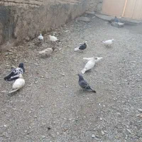 کبوتر|پرنده|قلقل رود, |دیوار