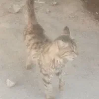 یک عدد گربه خانگی بفروش می رسد
