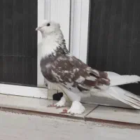 کفتر هما نر