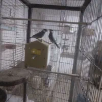 فنج نرگسی دو جفت یه جفت روتخم یه جفت اماده|پرنده|نظرآباد, نظرآباد|دیوار