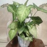 گل سنگینیوم|گل و گیاه طبیعی|اسلام‌شهر, شهرک واوان|دیوار