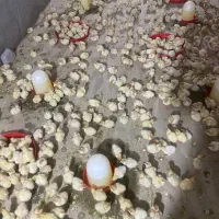 جوجه بوقلمون بیوتی ۶یکروزه