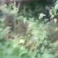 باغ ویلا آماده سند تک برگ 1550متری قطعه بندی|فروش زمین و ملک کلنگی|تالش, جوکندان|دیوار
