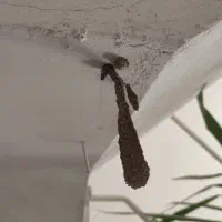 سمپاشی خانگی و صنعتی سم پاشی تضمینی ارگانیک