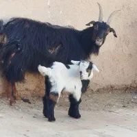 بزگله ‌تیرشاخ