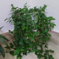 گل طبیعی و شاداب با قیمت خیلی مناسب|گل و گیاه طبیعی|شیروان (خراسان), |دیوار