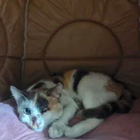 واگذاری گربه|گربه|لاهیجان, قیام|دیوار