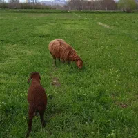 گوسفند بره دار