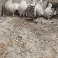 کفتر پرشی|پرنده|تهران, مجیدآباد|دیوار