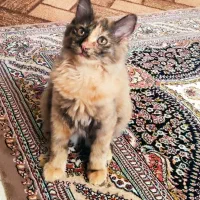 گربه بریتیش گوش تیز لانگ هیر