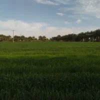 زمین تجاری - مسکونی