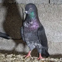 کبوتر پاکستانی و چپرا