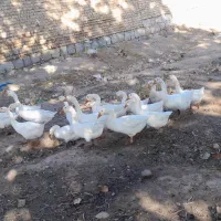 تعدادی قوغاز سفیدچینی واوکراینی بفروش میرسد|حیوانات مزرعه|مرند, |دیوار