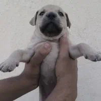 توله آمریکن پیتبول|سگ|ماهدشت, |دیوار