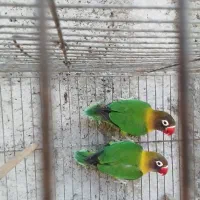 طوطی کوتوله برزیلی کارداده ((ایسین))|پرنده|بندرعباس, |دیوار