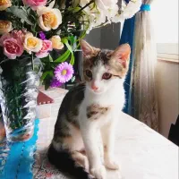 واگذاری یک بچه گربه با محبت و دوست داشتنی.