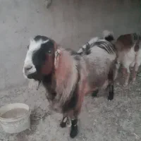 کهره نر چاق چله