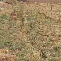 زمین کشاورزی با سهمیه آب موتور|فروش زمین و ملک کلنگی|زاویه, |دیوار