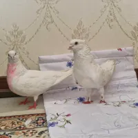 کفتر پا پر|پرنده|گلپایگان, |دیوار