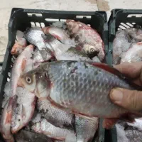 فروش ماهی کپور فقط فقط ۱۰۰هزار