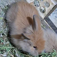 بچه خرگوش لوپ|موش و خرگوش|تهران, مشیریه|دیوار