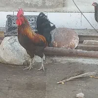 خروس محلی اصل