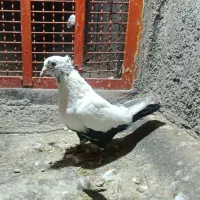 کبوتر دم سیاه