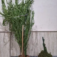 فروش کاکتوس آفوربیا