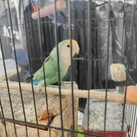 طوطی برزیلی