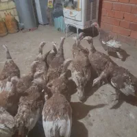 بیست عددبوقلمون|حیوانات مزرعه|خاو و میرآباد, |دیوار