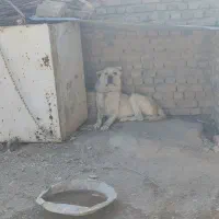 سگ‌ نگهبان