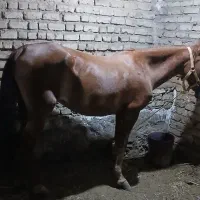 مادیان