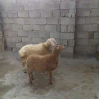 دو عدد کاور  مغان یک عدد نر یک عدد ماده