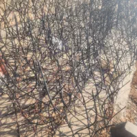 حفاظ روی دیوار مدل شاخ گوزنی|مصالح و تجهیزات ساختمان|مشهد, شهرک صنعتی توس|دیوار