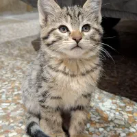 واگذاری رایگان بچه گربه