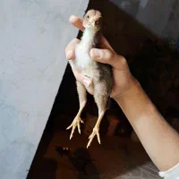جوجه لاری
