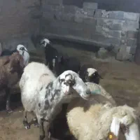 میش بره|حیوانات مزرعه|دورود, |دیوار