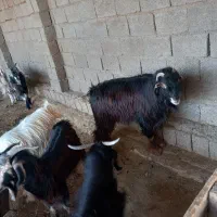 کهره نر|حیوانات مزرعه|بندر گناوه, |دیوار