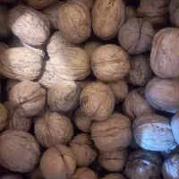 گردو  کاغذی