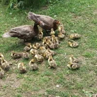 جوجه اردک اسرائیلی